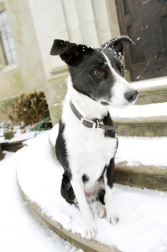 Millie, the family dog at Burton Court in Herefordshire