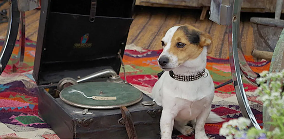 Piggles the dog doing an HMV dog impression at another successful antiques fair.